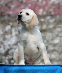 a labrador puppy on a blue background