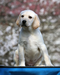 the labrador puppy on a blue background