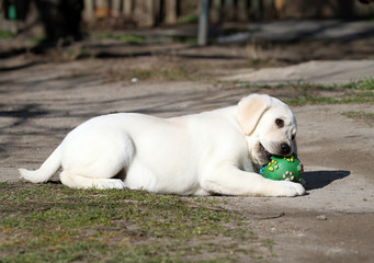 the yellow labrador in the park