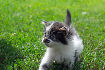 Fototapeta premium little stray kitten playing on the grass