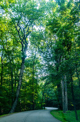 Fototapeta na wymiar Curvy Road Thru The Trees At Mason Neck State Park