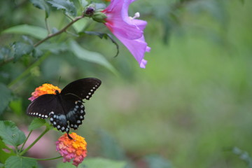 butterfly on flower