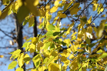 yellow maple leaves
