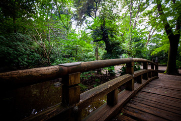 Fototapeta premium 都内の川がある緑が綺麗な公園