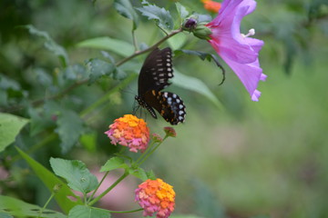 Black Butterfly