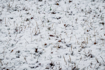 Snow-covered dry grass, early winter, winter background