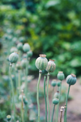 Close up green poppy seed boxes in meadow. Dry poppy boxes. Blurry background image. Copy space. Cooking, danger of drug addiction, nature concept.