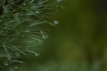 
raindrops on needles