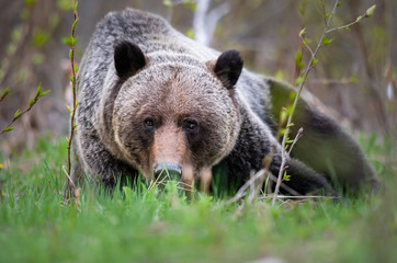 Grizzly bear in the wild