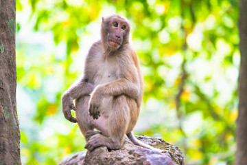 Naklejka na ściany i meble Male cute wild monkey sitting on a rock in green tropical forest with trees