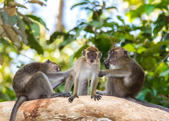 Long-tail Macaque Monkey in the jungle in Borneo