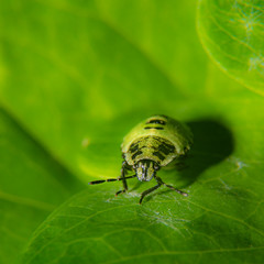 3rd instar Common Green Shieldbug nymph