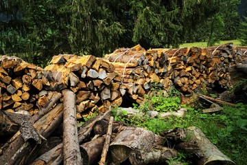 Forest in the Tyrolean Alps in summer