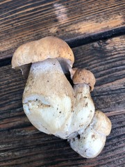 funghi porcini 