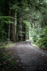 Fototapeta na wymiar Path in the dark woods, Lake Vyrnwy, Wales, England, Europe