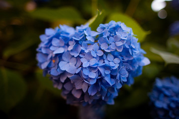紫陽花の近影
