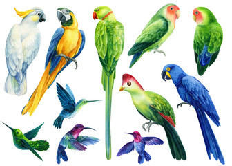 Set of colored birds parrots cockatoo, macaw, hummingbird on a white background, watercolor illustration © Hanna