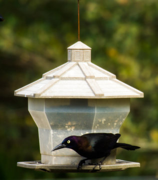 Grackel Feeding