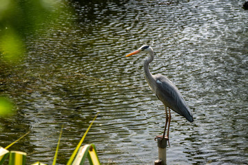 Naklejka premium Heron