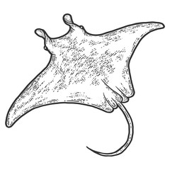 Batoidea fishes. Sketch scratch board imitation. Black and white. © toricheks