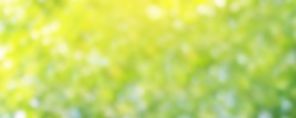blurred background bokeh green soft for banner advertise, nature background
