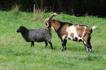 Sehr großer Ziegenbock und ein Schaf auf der Weide
