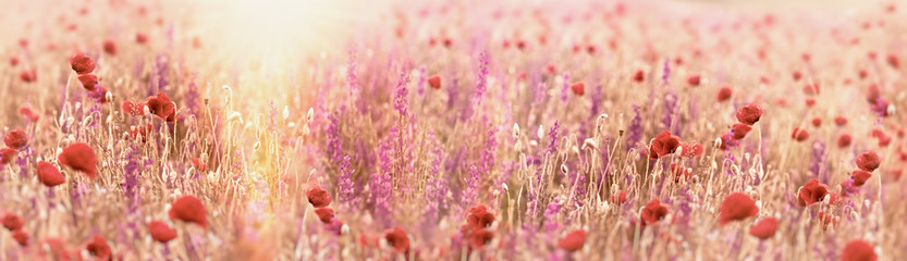 Beautiful meadow landscape, flowering poppy flower and purple flower, meadow flowers lit by sunlight