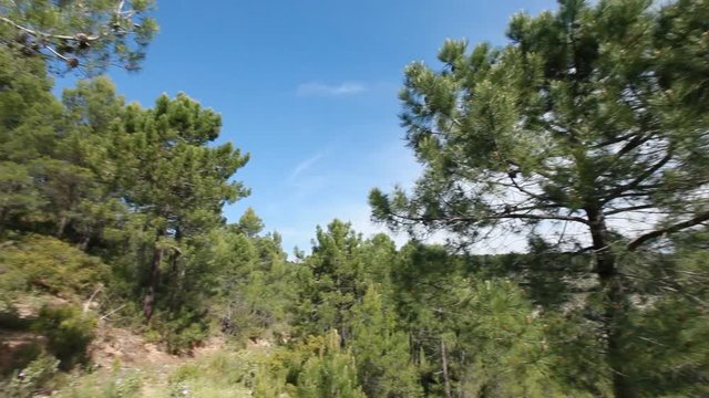 Aleppo pine, camera movement