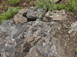 Moss growing on rocks. Vegetation of the wild. Flora.