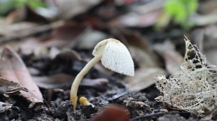 mushrooms growing in the forest