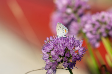 small butterfly or moth on a purple round flower