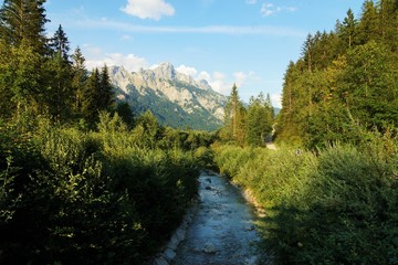 Obraz premium Forest in the Tyrolean Alps in summer