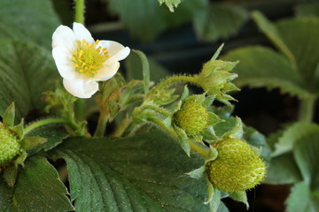 Blooming and ripening strawberries