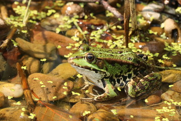 A frog basking in the sun in the shallow of a pond - obrazy, fototapety, plakaty