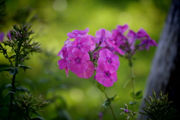 lilac flowers in the garden