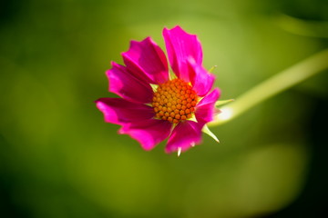 pink cosmos flower