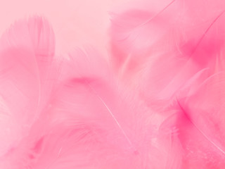 Fototapeta na wymiar Beautiful abstract gray and pink feathers on white background, white feather frame texture on pink pattern and pink background, feather, pink banners