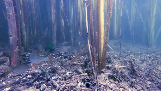 underwater ,shoal , fish, Silver Bream, perch ,roach, plants,lake, water, nature