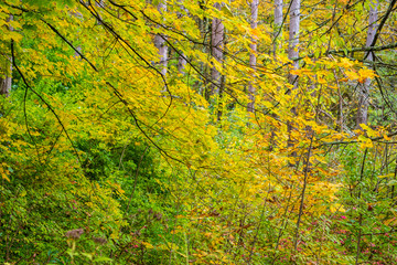 Autumn Falls on New England by Constantine
