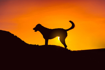 Silhouettes of a dog are standing on a hill with warm sunset background in a warm golden hour.