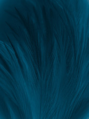 Beautiful abstract pastel blue feathers on dark background, black feather frame texture on blue background, dark feather, black banners