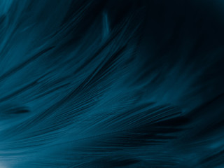 Beautiful abstract pastel blue feathers on dark background, black feather frame texture on blue...