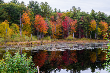 Autumn in New England by Constantine