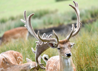 fallow deer with an imposing antler	