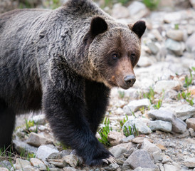 Grizzly bear in the wild