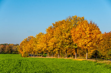 5737  Herbst am Feld