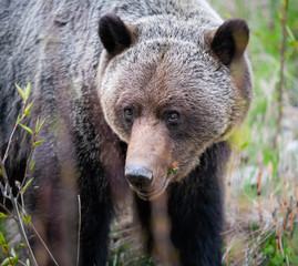 Grizzly bear in the wild