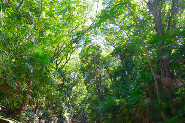 Naklejka premium 等々力渓谷/Todoroki Valley・Tokyo Setagaya