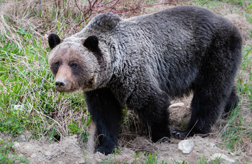 Fototapeta premium Grizzly bear in the wild