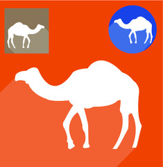 Camel